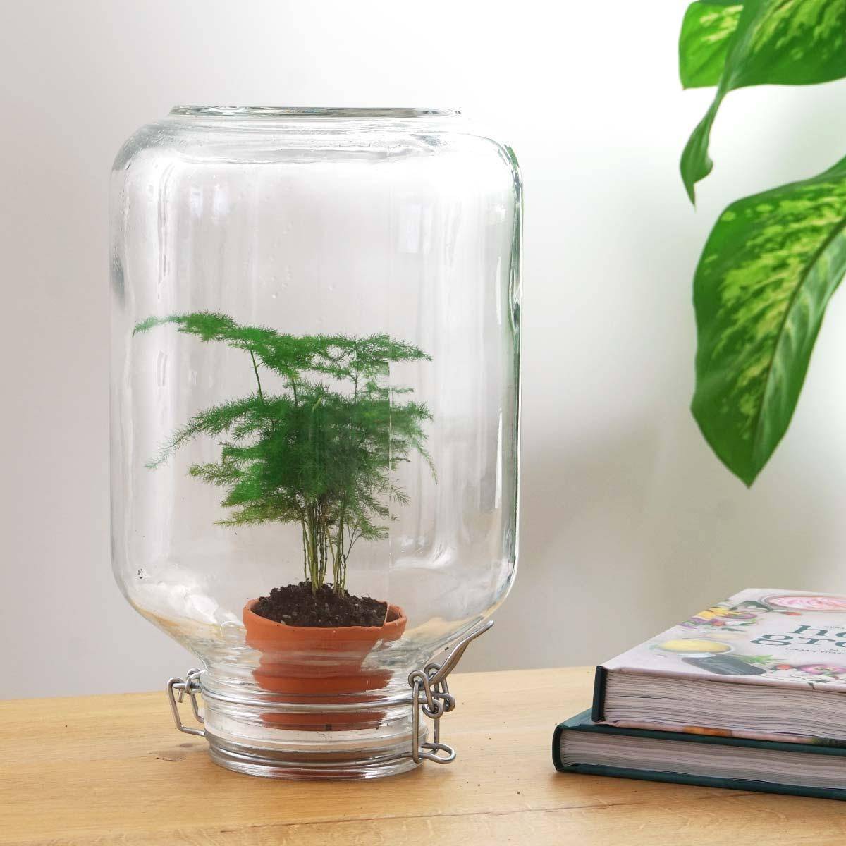La Green Touch - Easyplant - Baby plante sous verre- La Green Touch   -