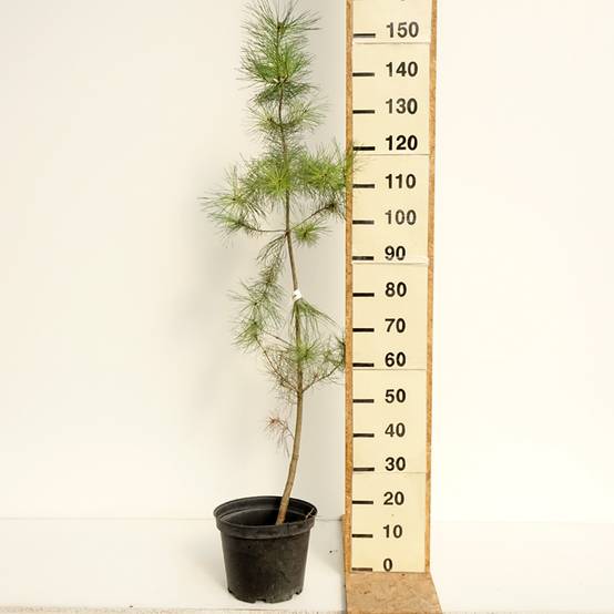 Pinus insignis (radiata) - Pin de Monterey Pot de 7,5L/10L - Image 2