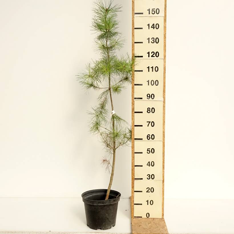 Pinus insignis (radiata) - Pin de Monterey Pot de 7,5L/10L - Image 2