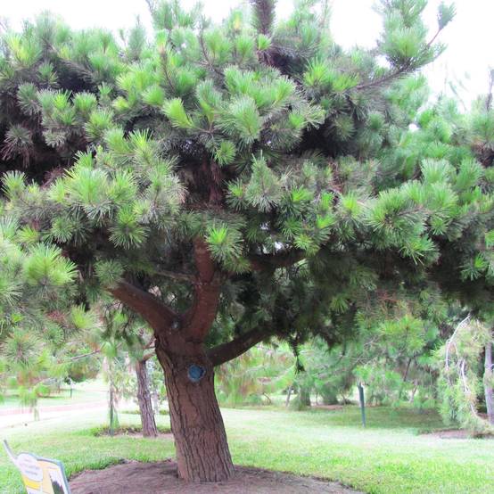 Pinus insignis (radiata) - Pin de Monterey Pot de 7,5L/10L - Image 1