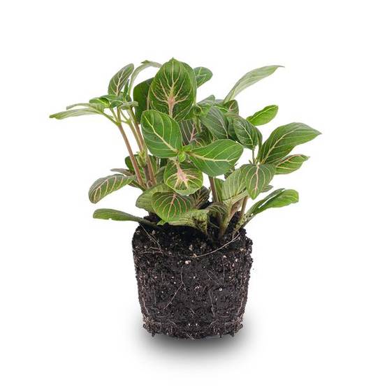 La Green Touch - Fittonia Joly Josan - Plante mosaïque - pot Ø8 cm - Image 1
