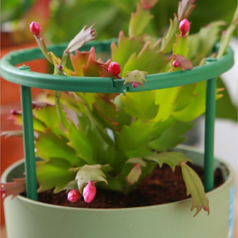 Tuteurs pour Orchidées et Plantes Délicates MCBOSON - Imagen 8
