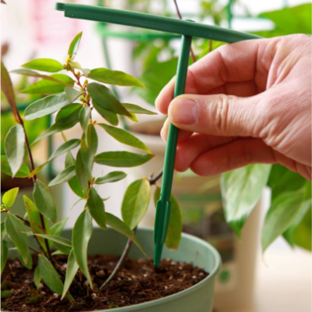 Tuteurs pour Orchidées et Plantes Délicates MCBOSON - Imagen 4