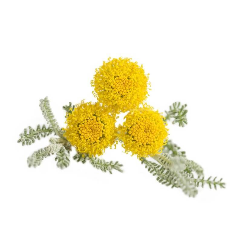 Santoline Petit Cyprès (Santolina Chamaecyparissus) - Godet - Taille 10cm - Pépinières Naudet - Image 2