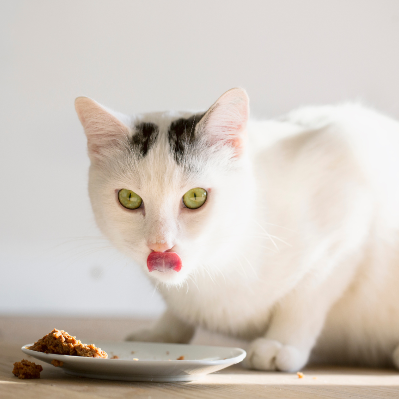 Eukanuba - Eukanuba - Pâtées Sans Céréales au Poulet pour Chat - Imagen 2