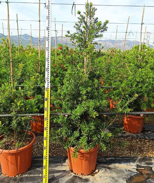 0 - Callistemon viminalis 'Captain Cook' (Rince bouteille) pot de 35L - 150/175cm - Image 3
