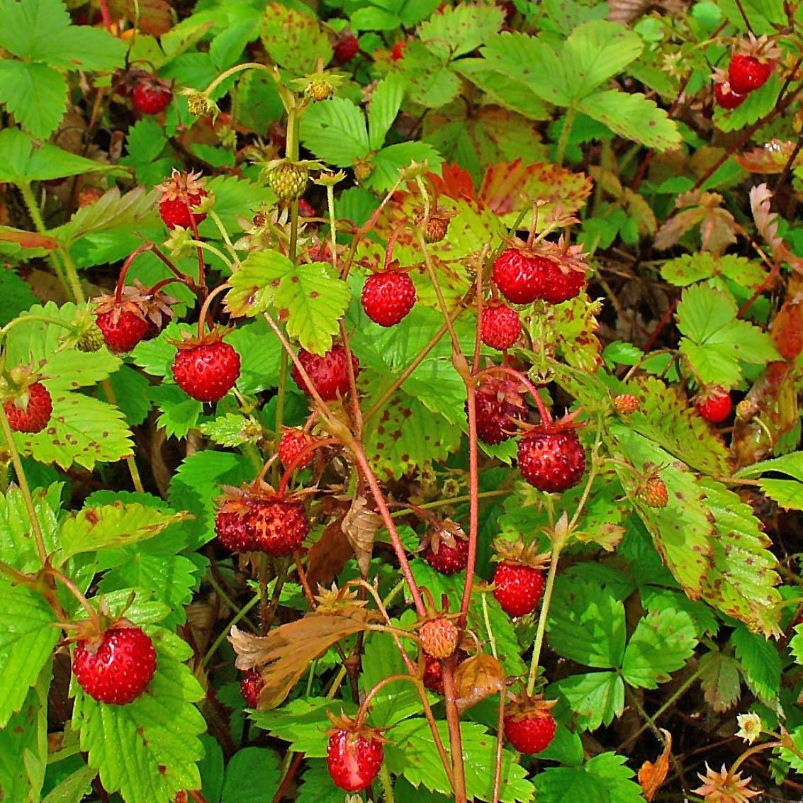 Fragaria vesca - fraisier des bois Godet de 8/9 cm