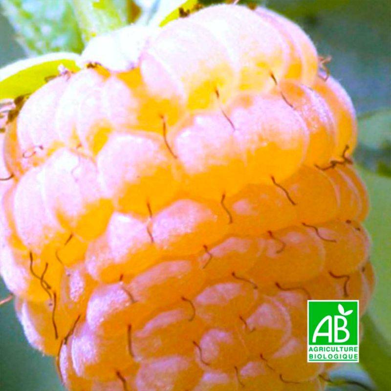 Framboisier 'Golden queen' BIO (Rubus idaeus 'Golden queen') - Godet 9cm - Taille 20/40cm - Pépinières Naudet - Image 1