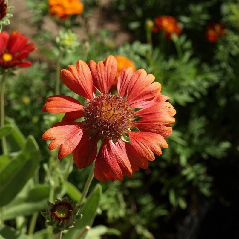Gaillarde Burgunder à fleurs Rouge - feuillage Caduc - Godet - 5/20 cm- hauteur à maturité De 0,50 m à 1,00 m - Image 1