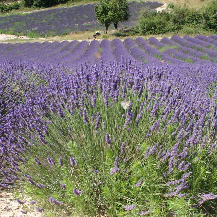 Lavande Vraie - Lavandula officinalis Godet de 7/8 cm