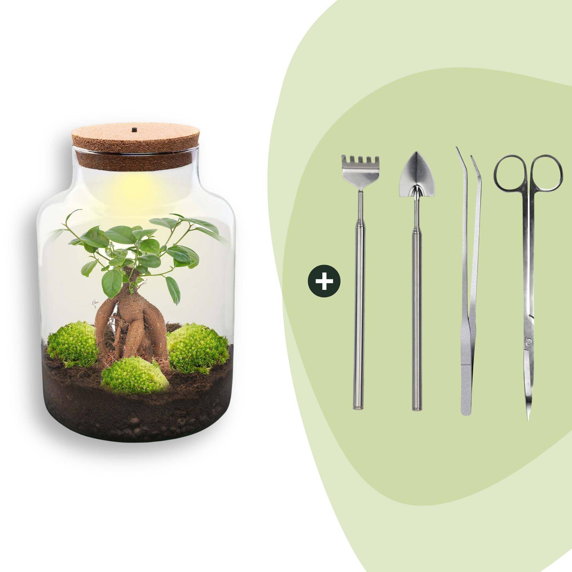 Terrarium à composer bouteille en verre recyclé - Ø21-H30cm - avec kit 4 outils - Ficus - Terrarium DIY - Image 1
