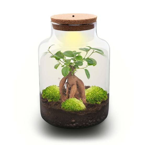 Terrarium à composer bouteille en verre recyclé - Ø21-H30cm - avec kit 4 outils - Ficus - Terrarium DIY - Image 2