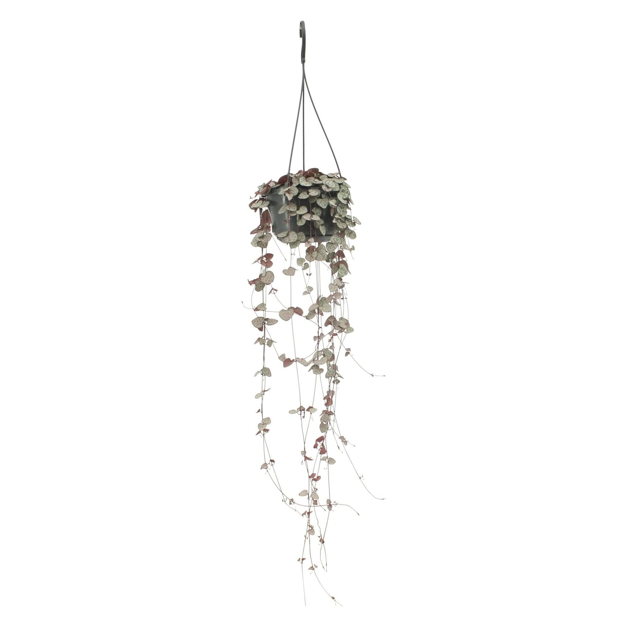 Grand Ceropegia Woodii - chaîne de coeurs 50cm - Plante d'intérieur- La Green Touch