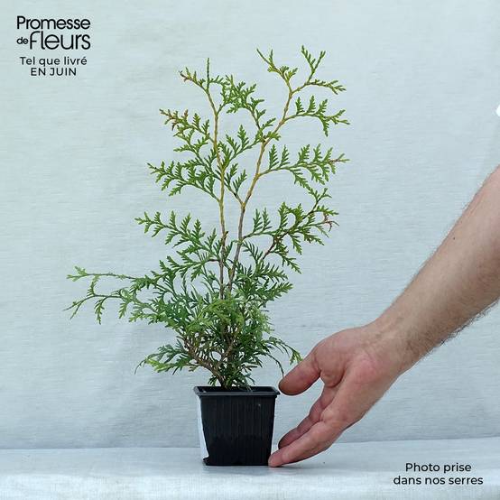 Promesse de Fleurs - Thuya du Canada - Thuja occidentalis Brabant Godet de 8/9 cm - Image 2