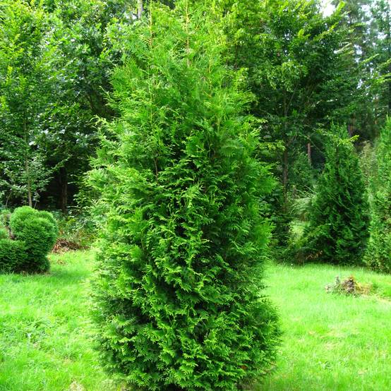 Promesse de Fleurs - Thuya du Canada - Thuja occidentalis Brabant Godet de 8/9 cm - Image 1