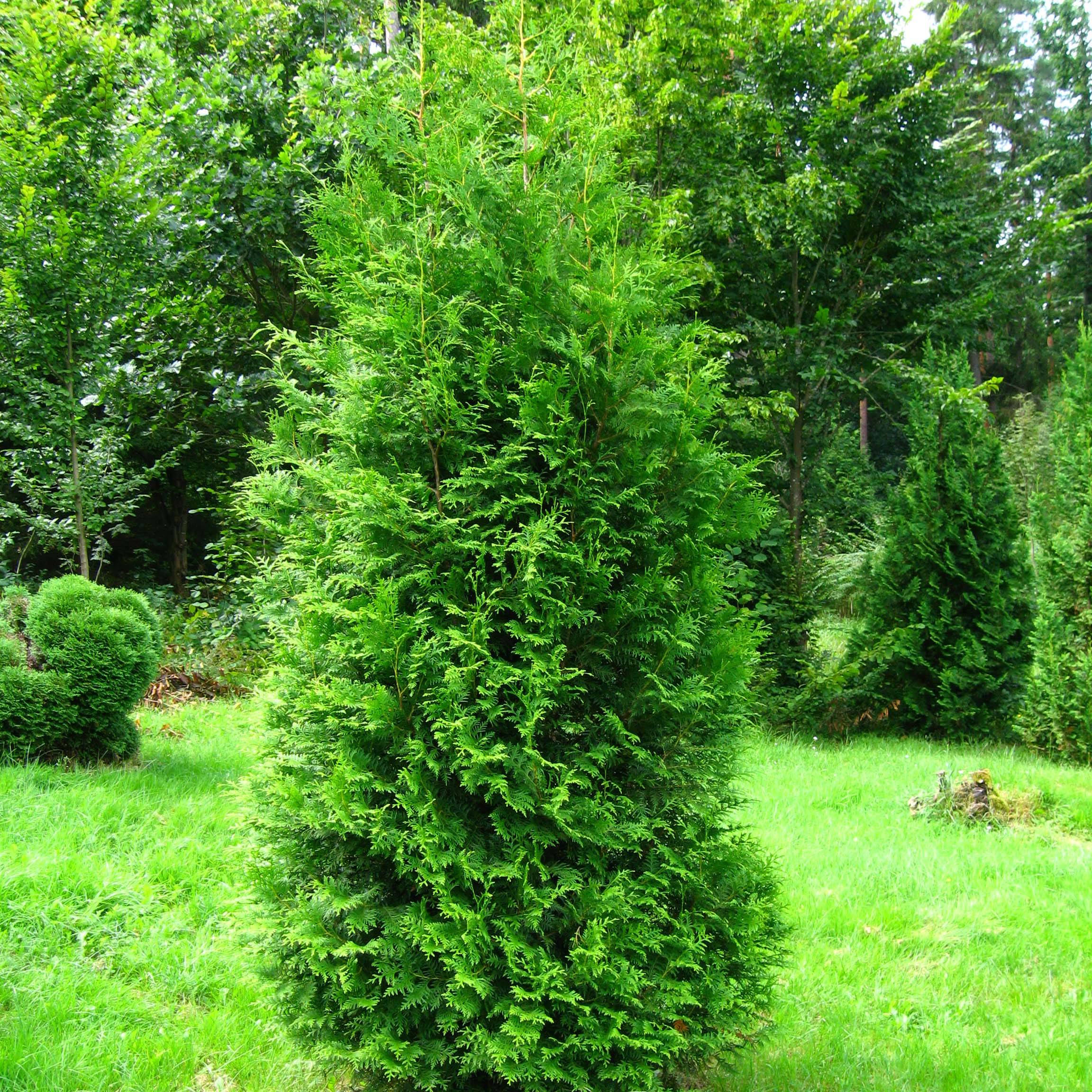 Promesse de Fleurs - Thuya du Canada - Thuja occidentalis Brabant  Godet de 8/9 cm - Image 1