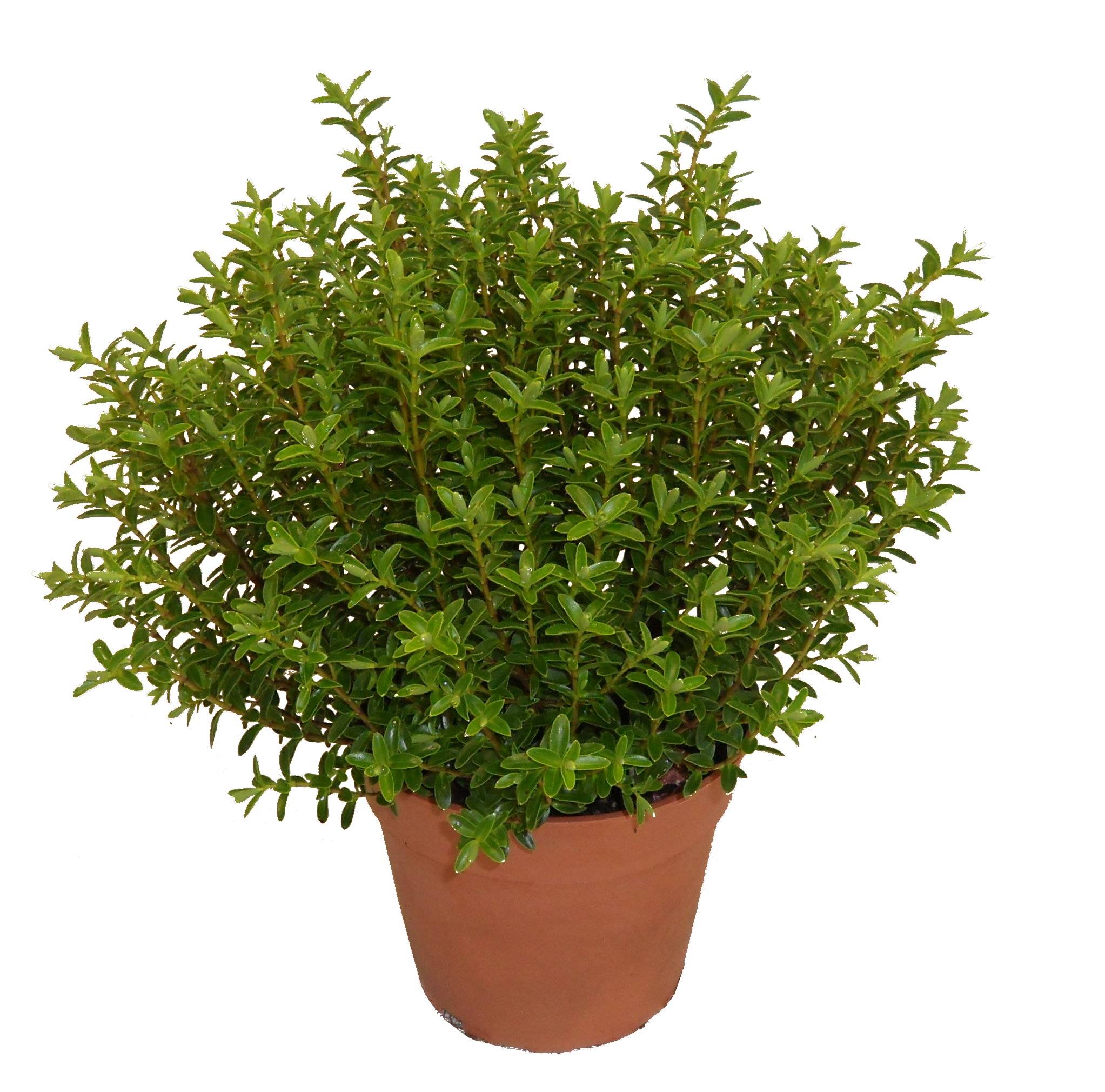 Horti-Flandre - Myrte microphylla p18cm