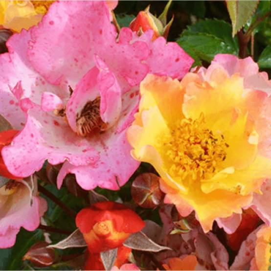 Promesse de Fleurs - Rosier Bee Proud Pot de 3L/4L