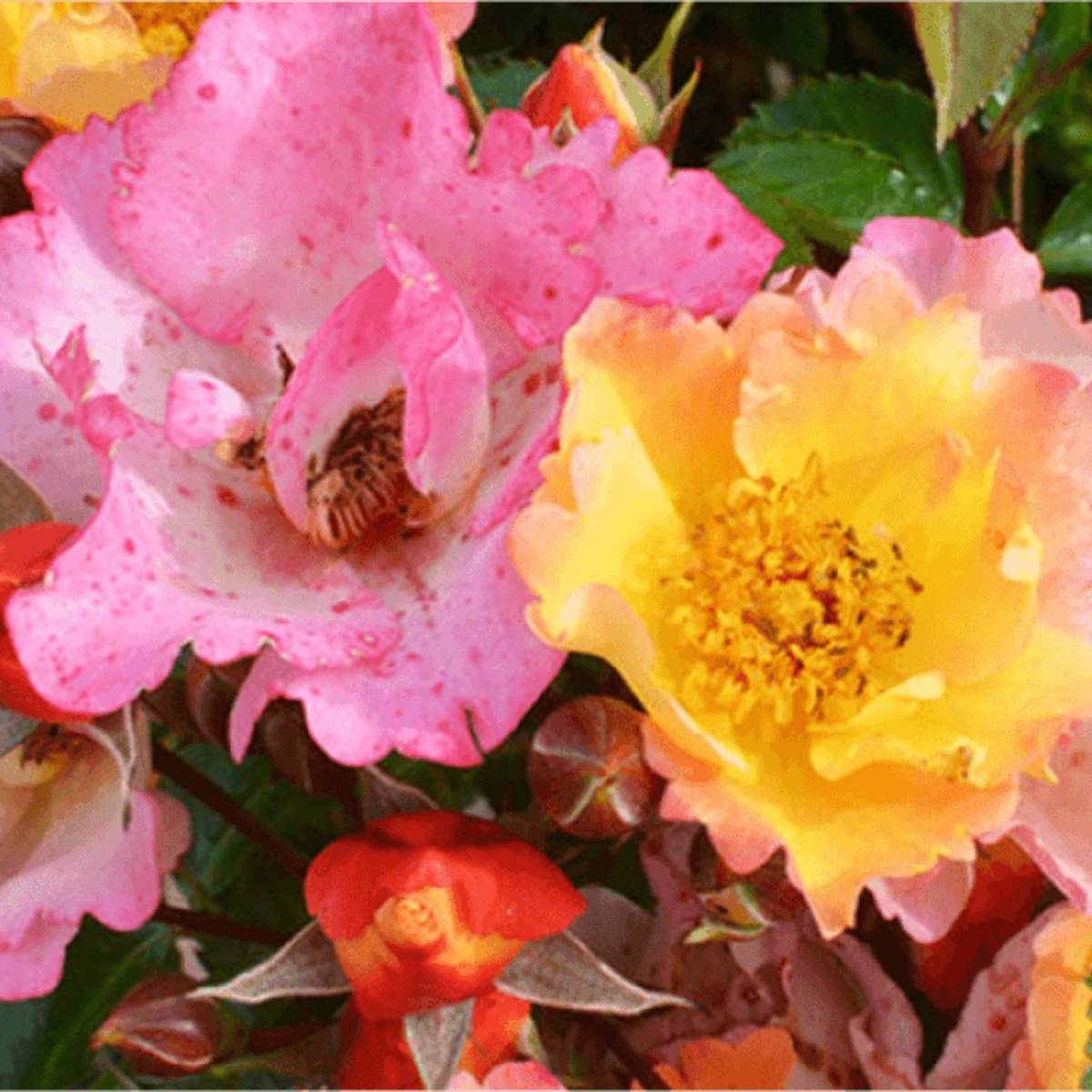 Promesse de Fleurs - Rosier Bee Proud Pot de 3L/4L