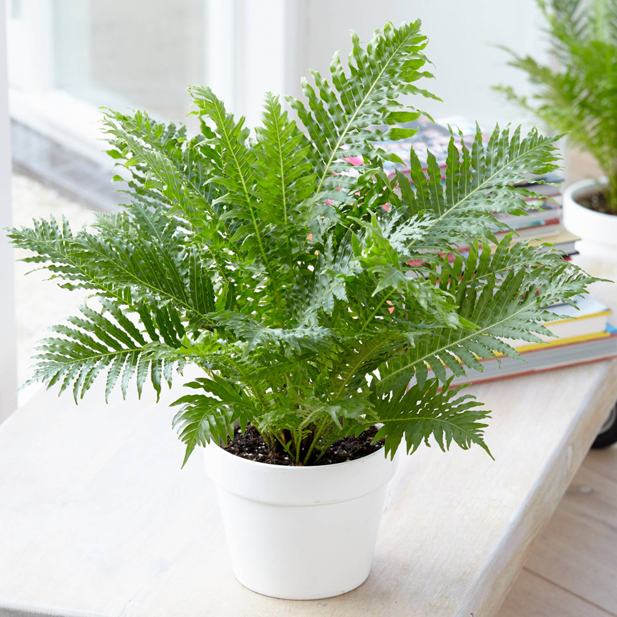 Gardenersdream - 1 X Blechnum "Silver Lady" | Cadeaux De Plantes D'Intérieur Haut De Gamme | De 25 À 35 Cm Fougère Avec Pot - GardenersDream - Imagen 1