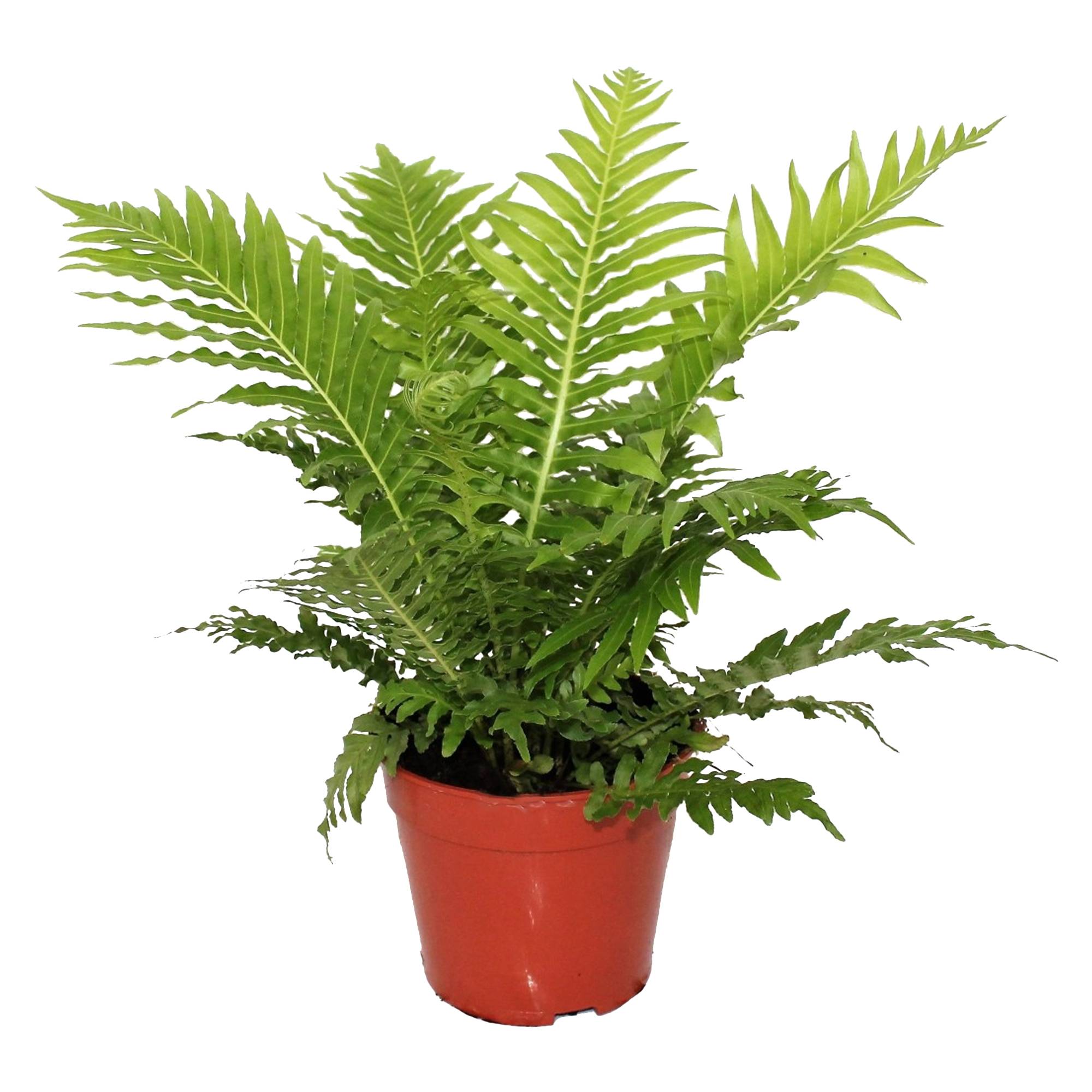 Gardenersdream - 1 X Blechnum "Silver Lady" | Cadeaux De Plantes D'Intérieur Haut De Gamme | De 25 À 35 Cm Fougère Avec Pot - GardenersDream - Imagen 2