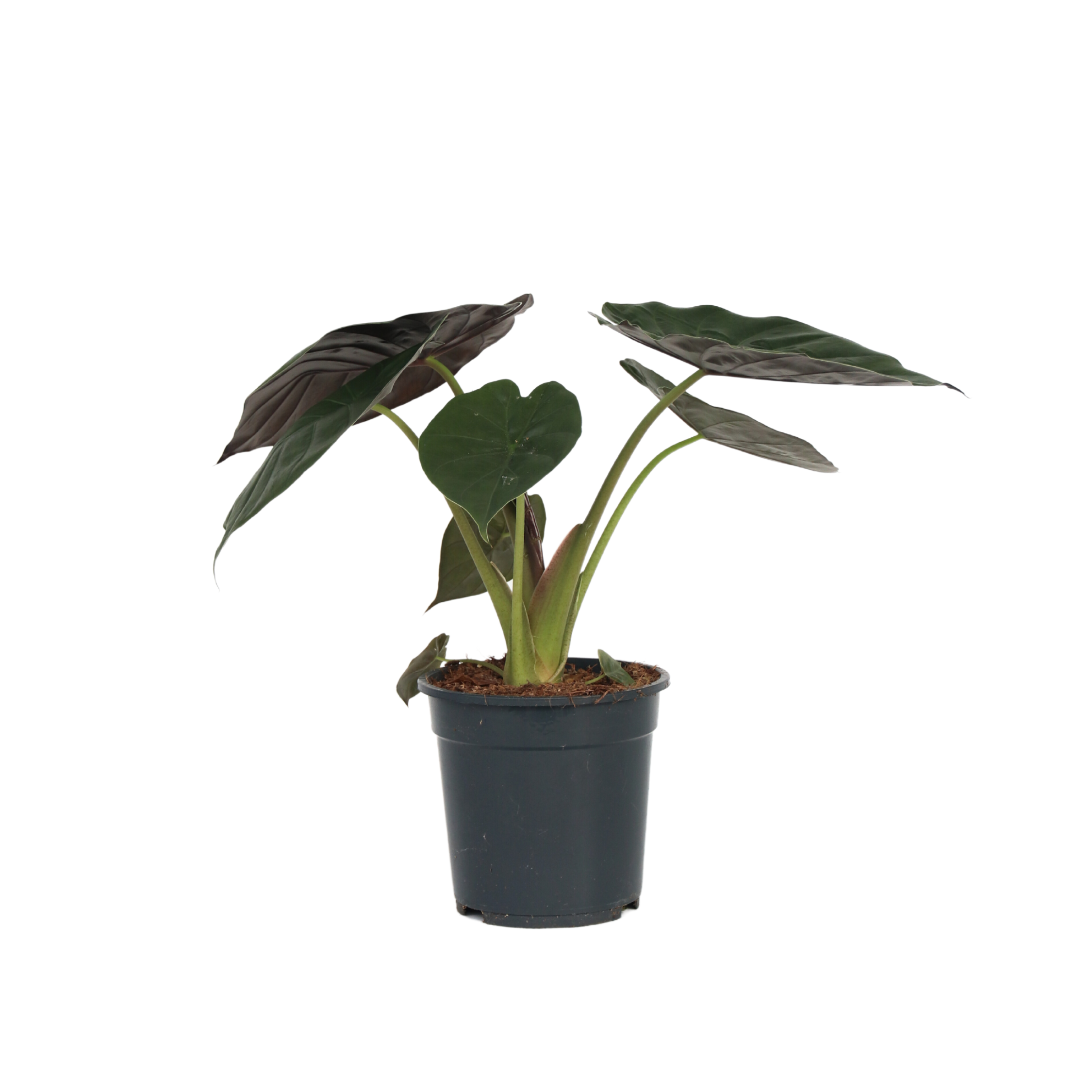 Plante éléphant - Alocasia Wentii - Hauteur 70-80cm - ⌀19cm - Imagen 1