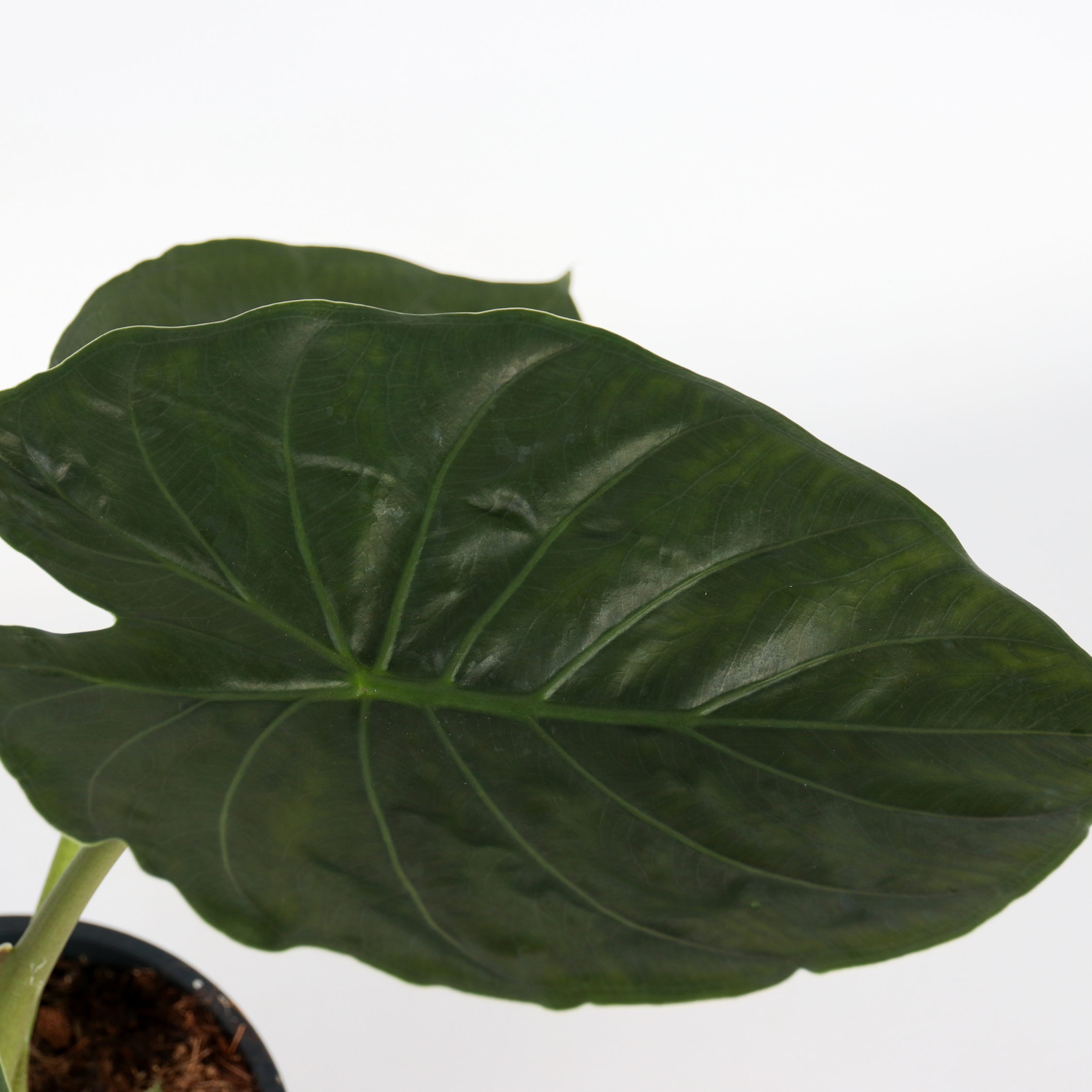 Plante éléphant - Alocasia Wentii - Hauteur 70-80cm - ⌀19cm - Imagen 4