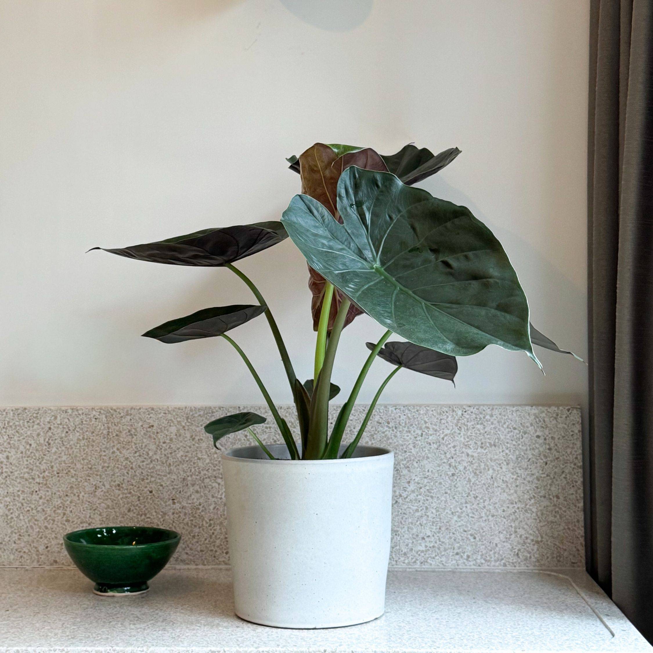 Plante éléphant - Alocasia Wentii - Hauteur 70-80cm - ⌀19cm - Imagen 2