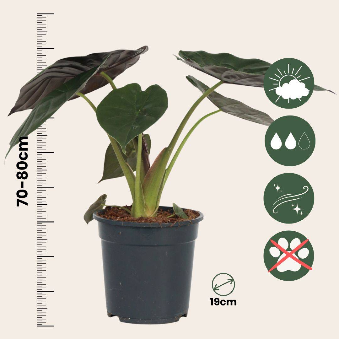 Plante éléphant - Alocasia Wentii - Hauteur 70-80cm - ⌀19cm - Imagen 5