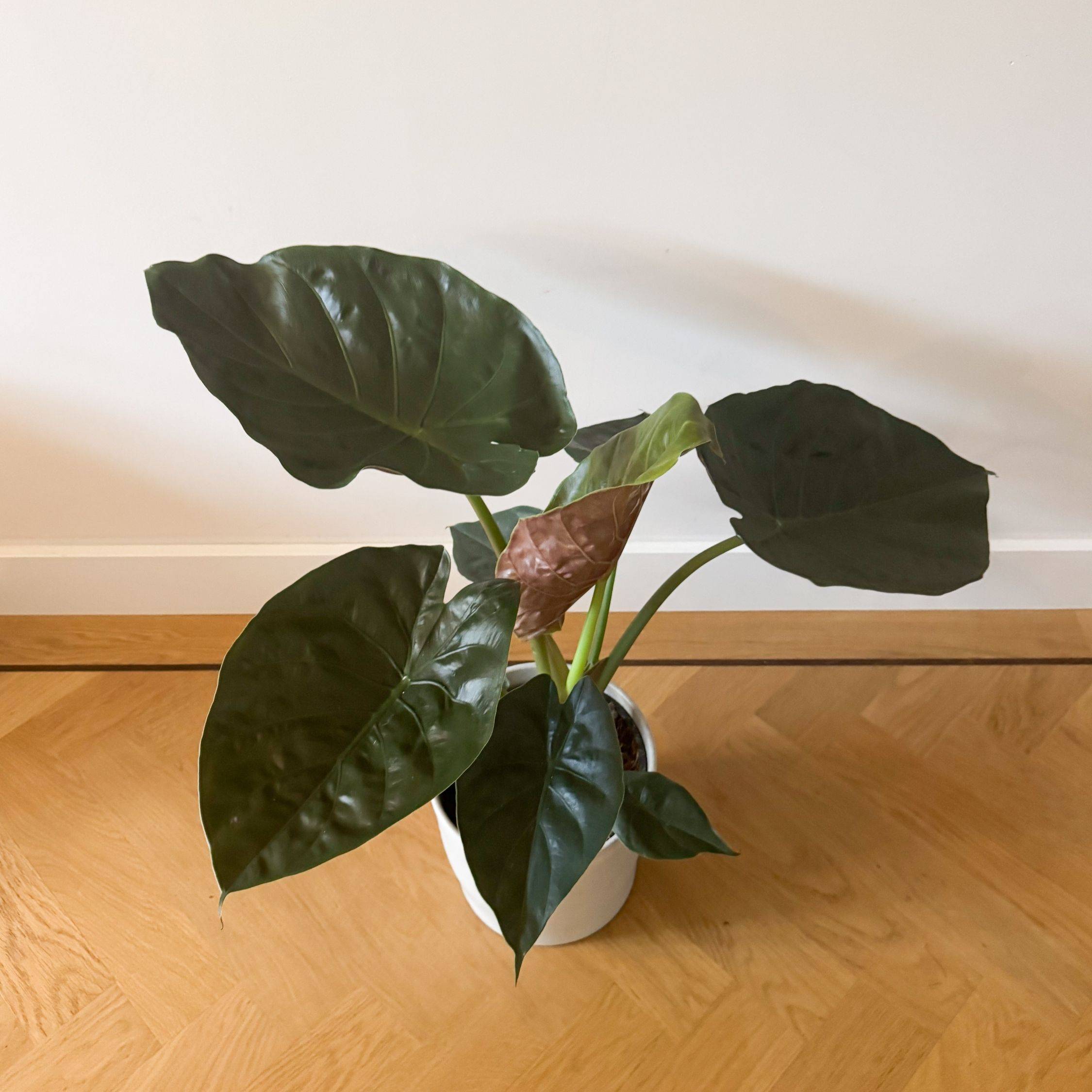 Plante éléphant - Alocasia Wentii - Hauteur 70-80cm - ⌀19cm - Imagen 3