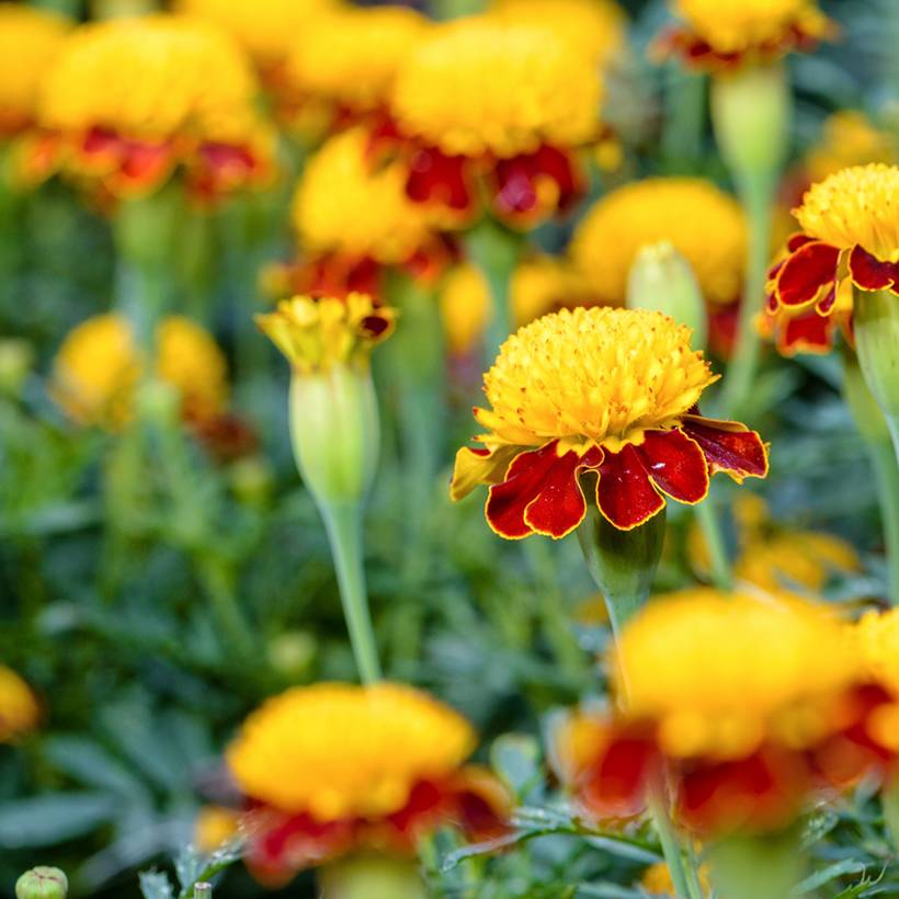 Graines d'Œillet d'Inde nain Tiger Eyes - Tagetes patula le sachet de 350 graines environ (1g)