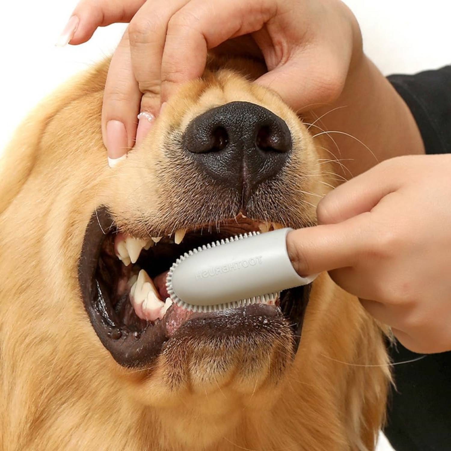 Brosse à Dents Souple pour Chien et Chat - Soin Dentaire 2pcs DtopbuyAge - Image 3