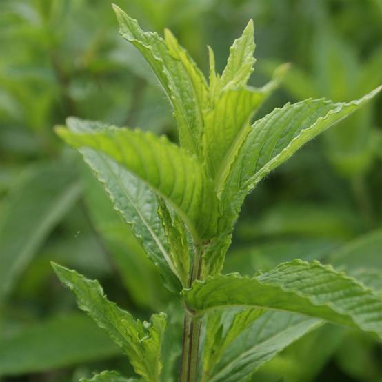 Menthe verte - Mentha spicata Pot de 1L/1,5L