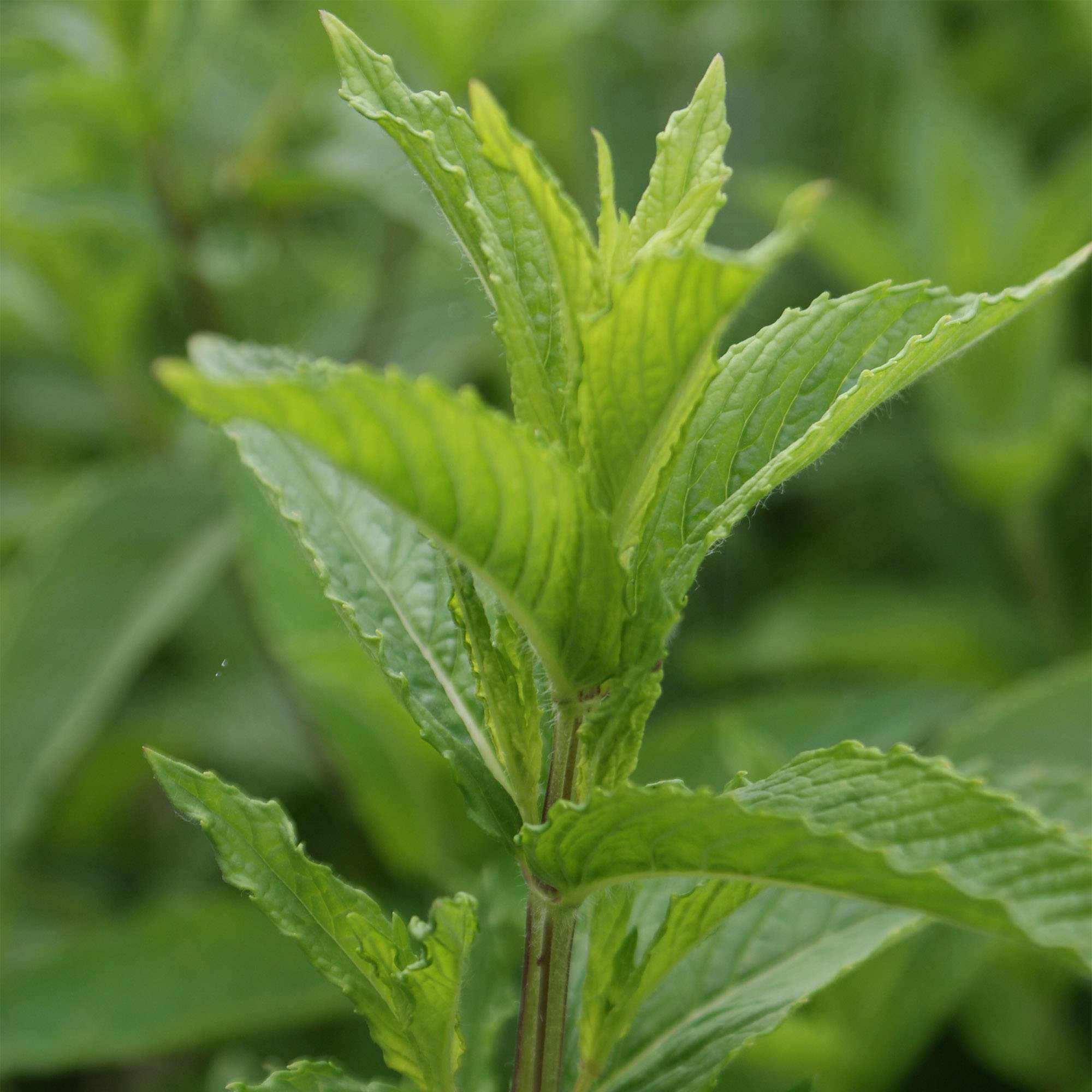 Menthe verte - Mentha spicata Pot de 1L/1,5L