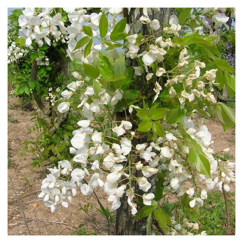 Glycine soyeuse à fleurs Blanche - feuillage Caduc - Pot de 2L - Tuteur bambou 60/90 cm-  hauteur à maturité De 5,00 m à 10,00 m - Imagen 3