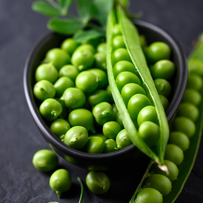 Promesse de Fleurs - Pois à rames Téléphone à grains ridés - Pisum sativum le sachet de 250-350 graines environ (100g)