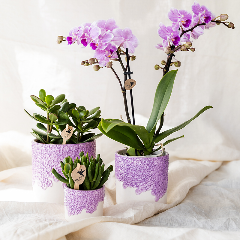 Cache-pot céramique en relief floral - courbes douces et coloris tendres - Pot de 9cm - lilas - Image 2