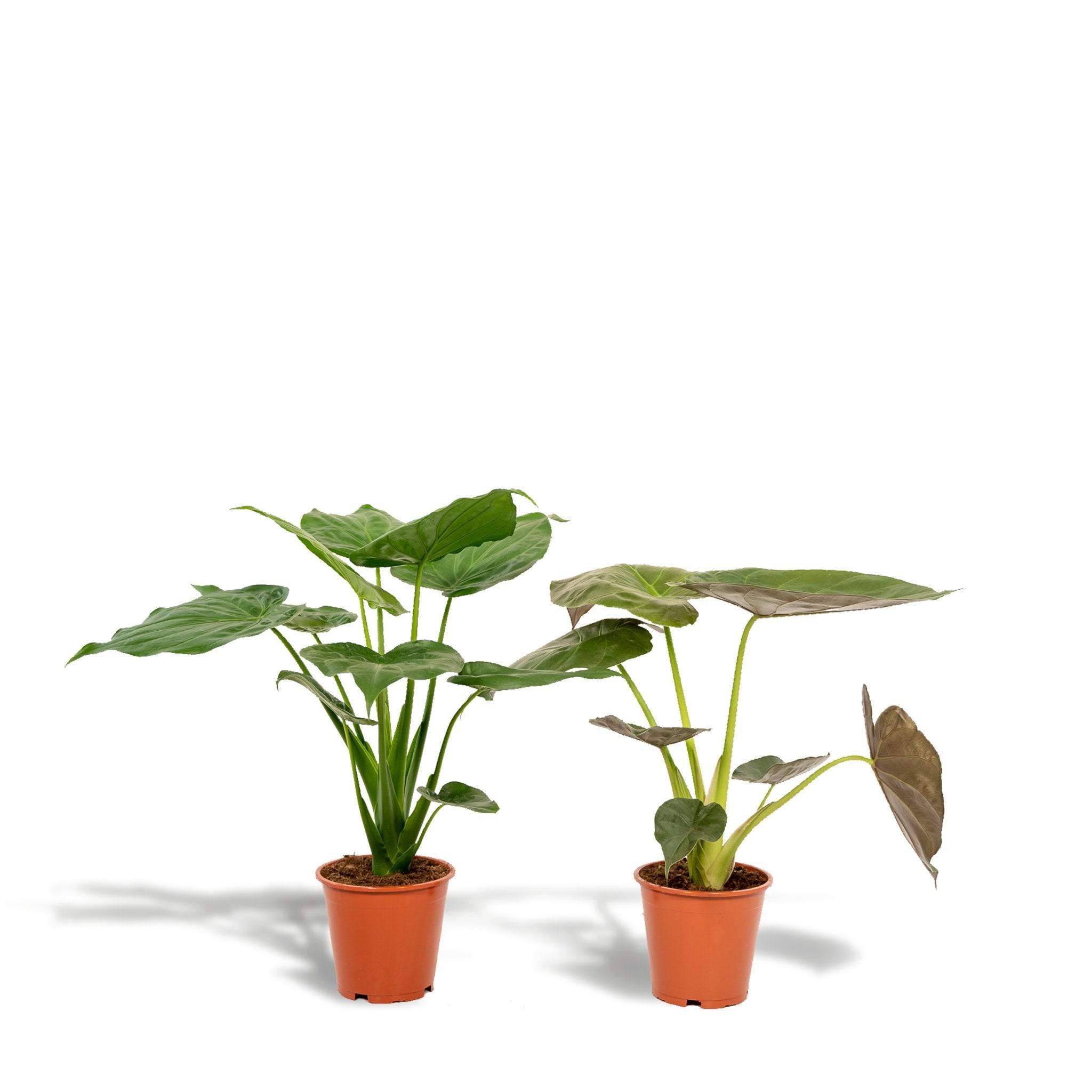 Alocasia Cucullata 55cm - Plante d'intérieur- La Green Touch x Lot de 2 - Image 2