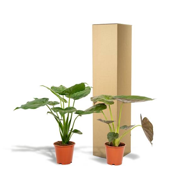 Alocasia Cucullata 55cm - Plante d'intérieur- La Green Touch x Lot de 2 - Image 6