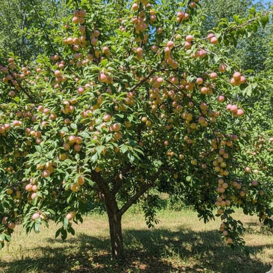 Prunier Mirabelle de Nancy - Bon rendement - Pot de 10L - Gobelet 2 ans - 120/150 cm - De 3,00 m à 5,00 m - Image 4