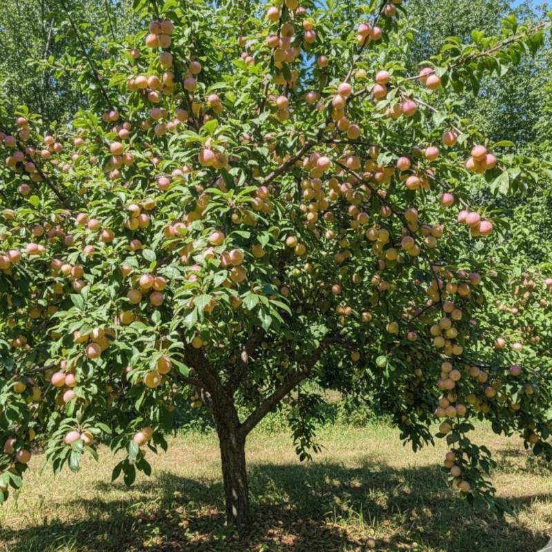 Prunier Mirabelle de Nancy - Bon rendement - Pot de 10L - Gobelet 2 ans - 120/150 cm - De 3,00 m à 5,00 m - Image 4