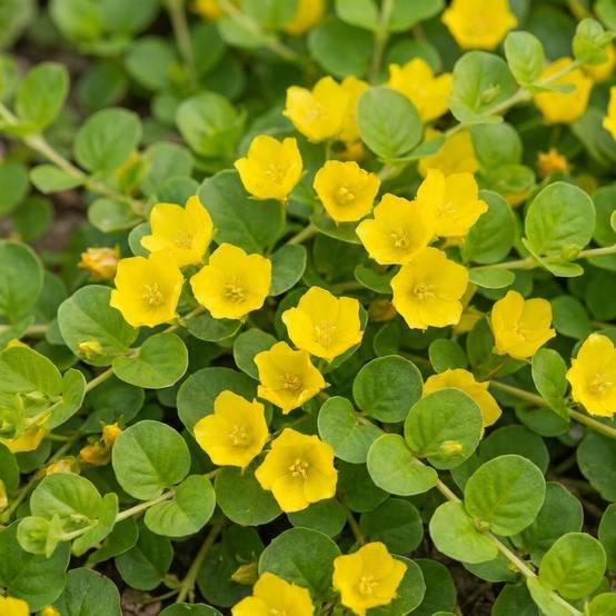 Herbe aux écus - Lysimachia nummularia - 12 plantes - Image 3