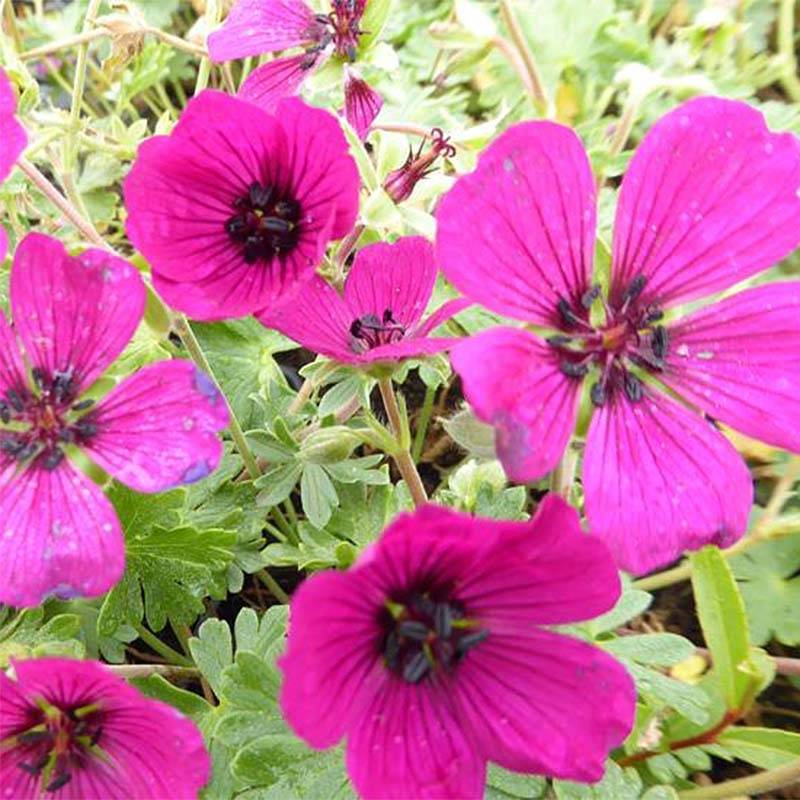 Géranium vivace cinereum Jolly Jewel Red Improved Godet de 8/9 cm
