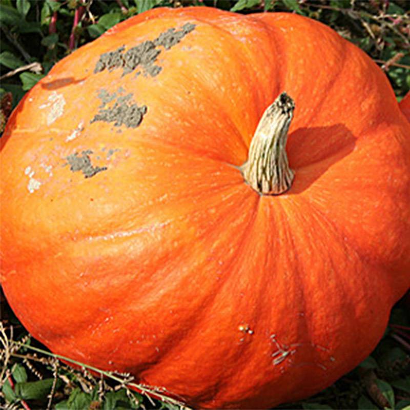 Promesse de Fleurs - Potiron d'Halloween Jack O'Lantern - Cucurbita pepo le sachet de 20 graines environ (3g)