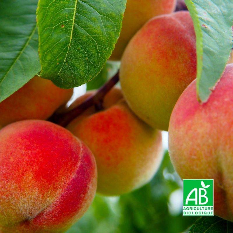 Pêcher 'Précoce de Hale' BIO (Prunus persica 'Précoce de Hale') - Scion de 100 à 150cm - Pépinières Naudet - Imagen 1
