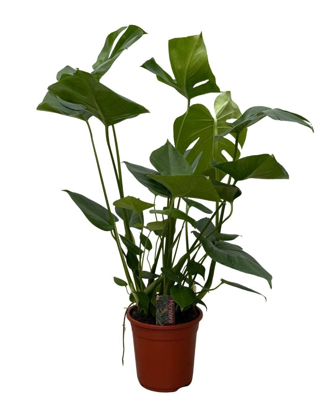 Monstera - D17 H70cm