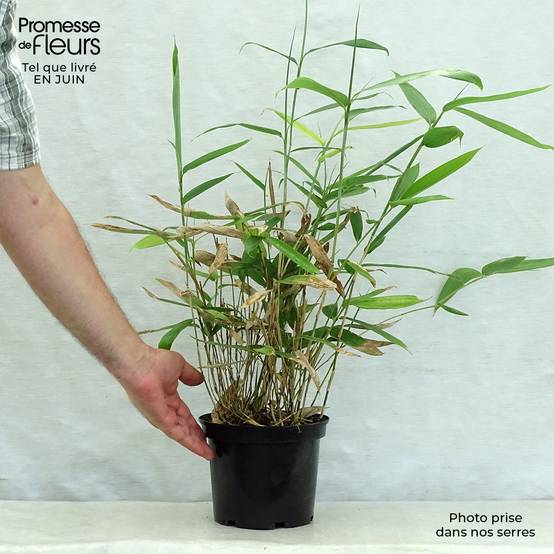 Sasa palmata Nebulosa - Petit bambou Pot de 2L/3L - Image 2