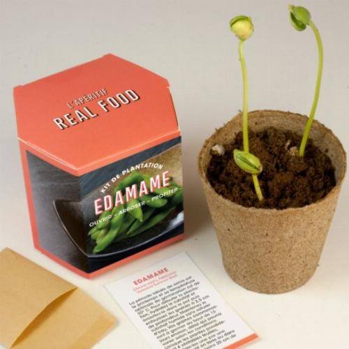 Kits d'auto culture - Tournesol - Imagen 5