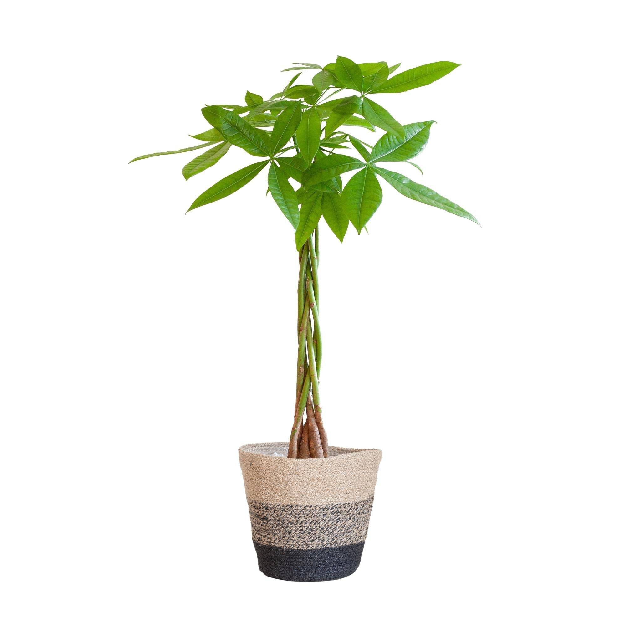 La Green Touch - Pachira Aquatica et son pot- La Green Touch Panier Multicolor - Hauteur 80cm