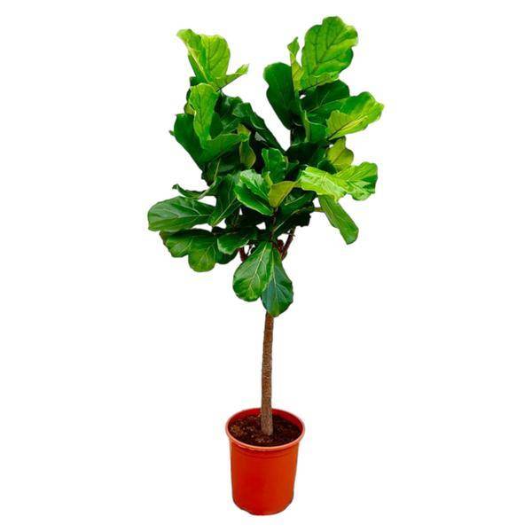 La Green Touch - Ficus Lyrata Arbre, 160cm Hoog - D27 H160cm